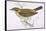 Song Thrush-Reverend Francis O. Morris-Framed Stretched Canvas