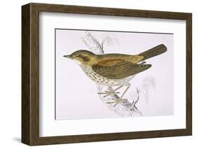 Song Thrush-Reverend Francis O. Morris-Framed Photographic Print