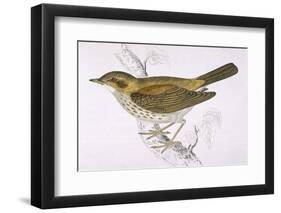 Song Thrush-Reverend Francis O. Morris-Framed Photographic Print