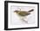 Song Thrush-Reverend Francis O. Morris-Framed Photographic Print