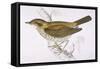 Song Thrush-Reverend Francis O. Morris-Framed Stretched Canvas