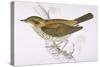 Song Thrush-Reverend Francis O. Morris-Stretched Canvas