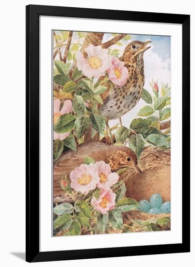 Song Thrushes with Nest, Illustration from 'Country Days and Country Ways', 1940s-Louis Fairfax Muckley-Framed Premium Giclee Print