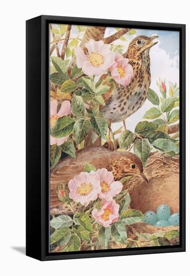 Song Thrushes with Nest, Illustration from 'Country Days and Country Ways', 1940s-Louis Fairfax Muckley-Framed Stretched Canvas