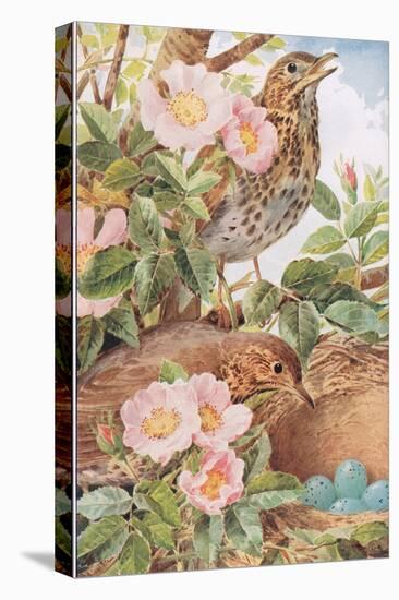 Song Thrushes with Nest, Illustration from 'Country Days and Country Ways', 1940s-Louis Fairfax Muckley-Stretched Canvas