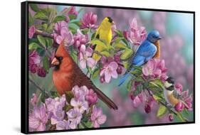Songbird Colors-Jeffrey Hoff-Framed Stretched Canvas