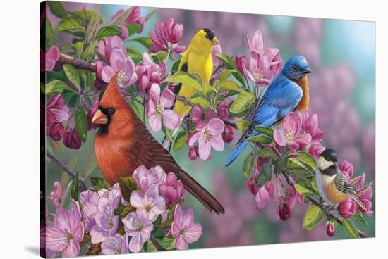 Songbird Colors-Jeffrey Hoff-Stretched Canvas