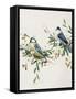 Songbird Duo I-Sally Swatland-Framed Stretched Canvas