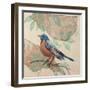 Songbird Robin-Sue Schlabach-Framed Art Print