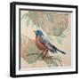 Songbird Robin-Sue Schlabach-Framed Art Print