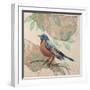 Songbird Robin-Sue Schlabach-Framed Art Print