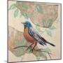 Songbird Robin-Sue Schlabach-Mounted Art Print