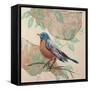 Songbird Robin-Sue Schlabach-Framed Stretched Canvas