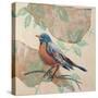Songbird Robin-Sue Schlabach-Stretched Canvas