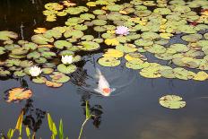 Koi Pond-songbird839-Photographic Print