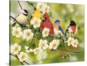 Songbirds on a Flowering Branch-William Vanderdasson-Stretched Canvas