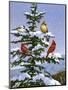 Songbirds on a Limb-William Vanderdasson-Mounted Premium Giclee Print