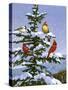 Songbirds on a Limb-William Vanderdasson-Stretched Canvas