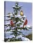 Songbirds on a Limb-William Vanderdasson-Stretched Canvas