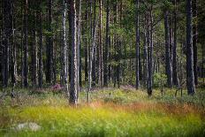 Moorlands, Raised Bog, Gnosjö-Sonja Jordan-Framed Photographic Print