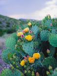 Spring Cacti No. 1-Sonja Quintero-Photographic Print