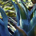 Sunny Palms I-Sonja Quintero-Photographic Print