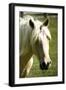 Sonny II-Alan Hausenflock-Framed Photographic Print