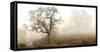 Sonoma Oak #1-Alan Blaustein-Framed Stretched Canvas