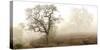 Sonoma Oak #1-Alan Blaustein-Stretched Canvas