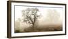 Sonoma Oak #1-Alan Blaustein-Framed Photographic Print