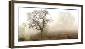 Sonoma Oak #1-Alan Blaustein-Framed Photographic Print