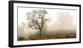 Sonoma Oak #1-Alan Blaustein-Framed Photographic Print