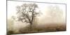Sonoma Oak #1-Alan Blaustein-Mounted Photographic Print