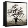 Sonoma Oak I-Alan Blaustein-Framed Stretched Canvas