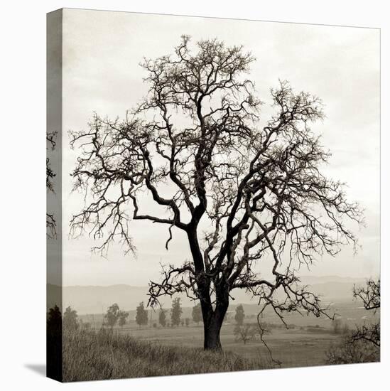 Sonoma Oak I-Alan Blaustein-Stretched Canvas