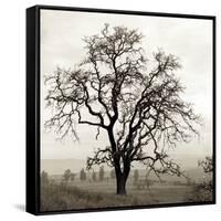 Sonoma Oak I-Alan Blaustein-Framed Stretched Canvas