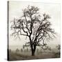 Sonoma Oak I-Alan Blaustein-Stretched Canvas