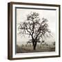 Sonoma Oak I-Alan Blaustein-Framed Premium Photographic Print