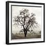 Sonoma Oak I-Alan Blaustein-Framed Premium Photographic Print