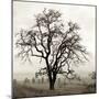 Sonoma Oak I-Alan Blaustein-Mounted Premium Photographic Print