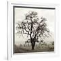 Sonoma Oak I-Alan Blaustein-Framed Photographic Print