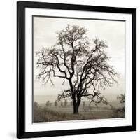 Sonoma Oak I-Alan Blaustein-Framed Photographic Print