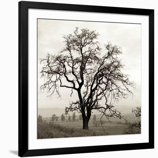 Sonoma Oak I-Alan Blaustein-Framed Photographic Print