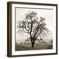 Sonoma Oak I-Alan Blaustein-Framed Photographic Print