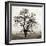 Sonoma Oak I-Alan Blaustein-Framed Photographic Print