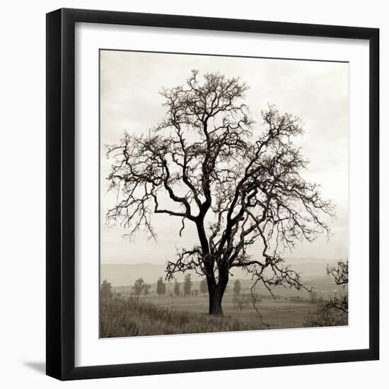 Sonoma Oak I-Alan Blaustein-Framed Photographic Print