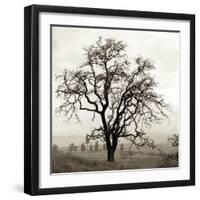 Sonoma Oak I-Alan Blaustein-Framed Photographic Print