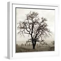 Sonoma Oak I-Alan Blaustein-Framed Photographic Print