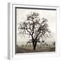 Sonoma Oak I-Alan Blaustein-Framed Photographic Print