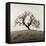 Sonoma Oak II-Alan Blaustein-Framed Stretched Canvas